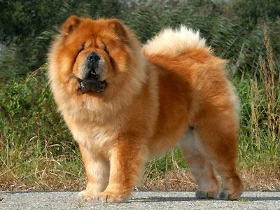 chow_bitches_autumn.s400x400